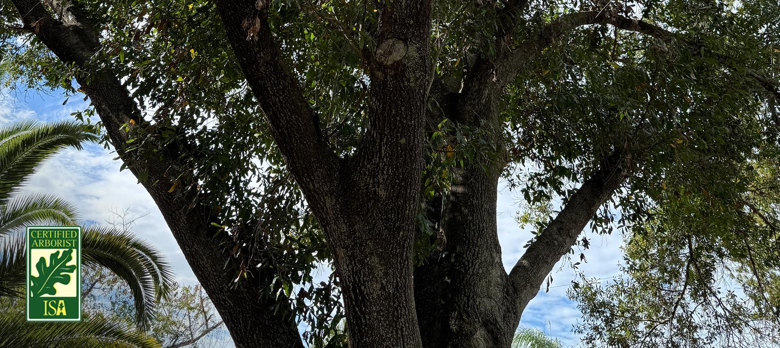 ISA Certified Arborist services — looking up into a mature tree canopy